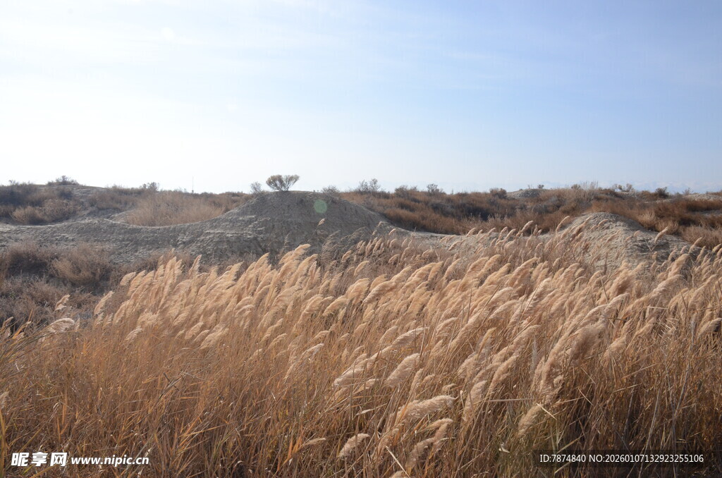 秋日旷野中的金黄芦苇