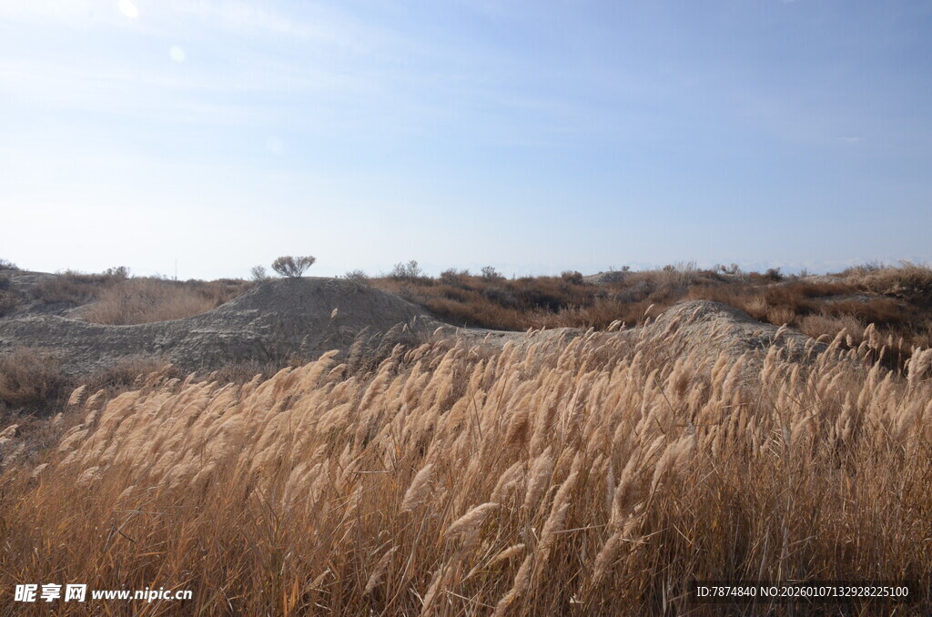 秋日旷野中的金黄芦苇