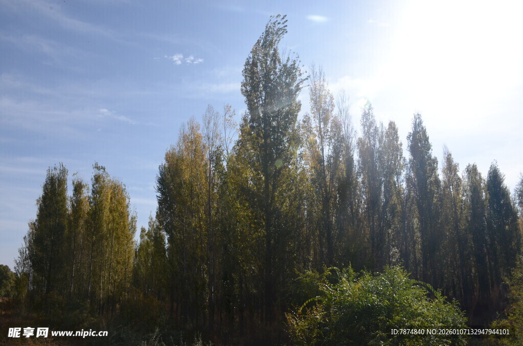 秋日阳光下的挺拔树林