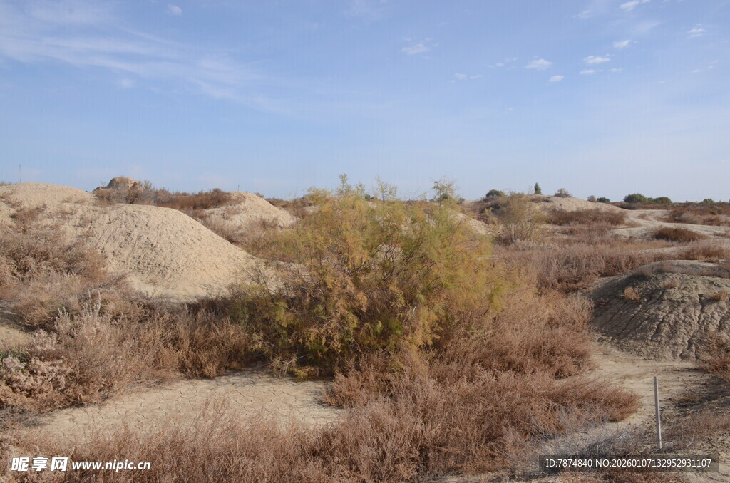 荒漠中的稀疏植被景观