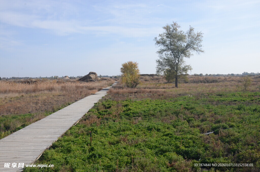 田野中的蜿蜒小径