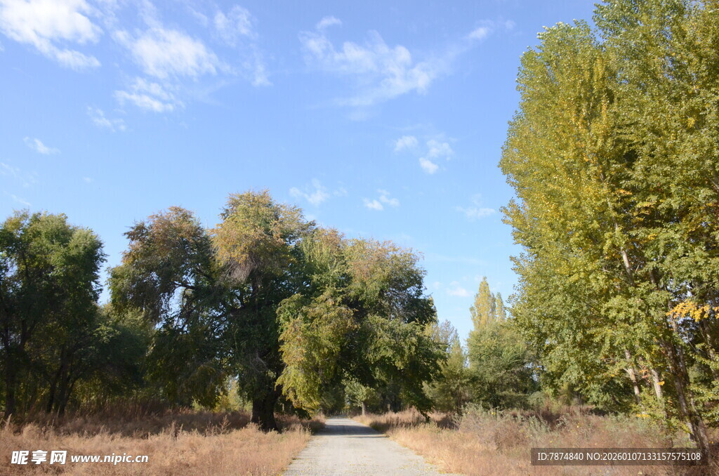 林间小道 秋日自然美景