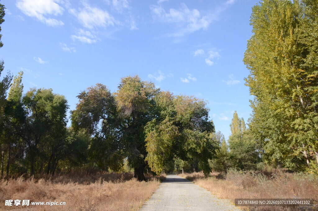 林间小道 秋日静谧风光
