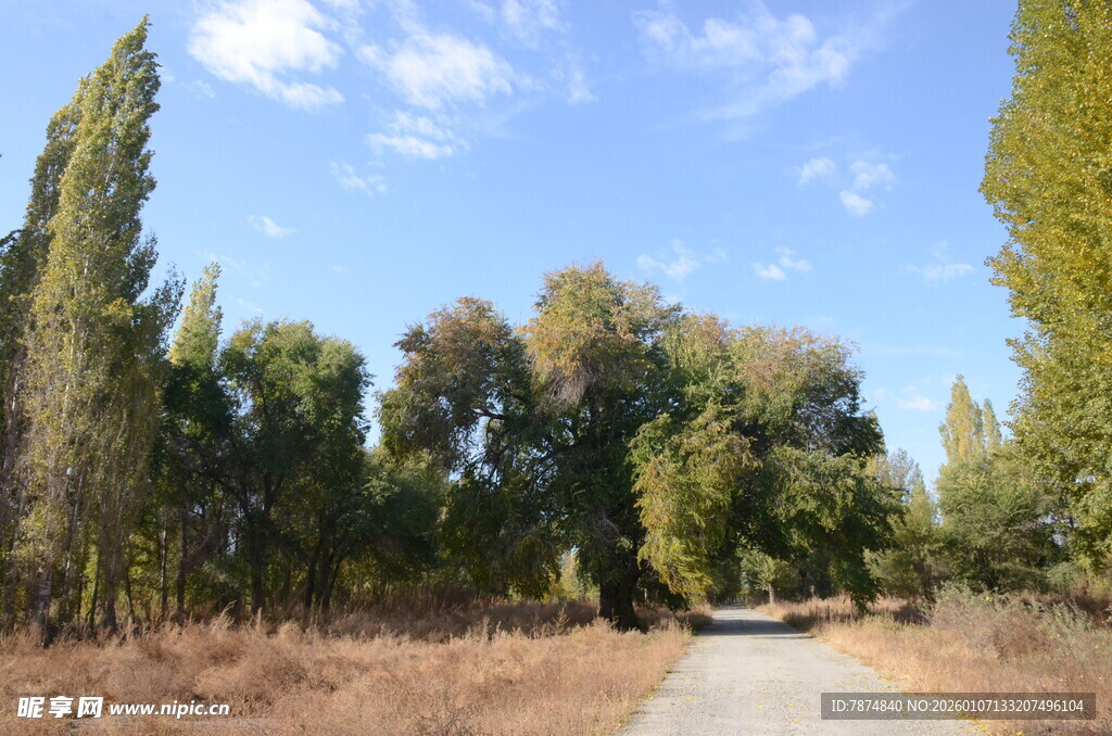 林间小路 秋日静谧风光
