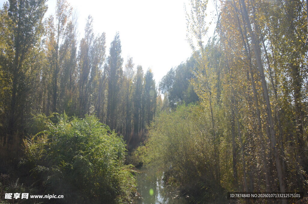 林间溪流 葱郁树木景致