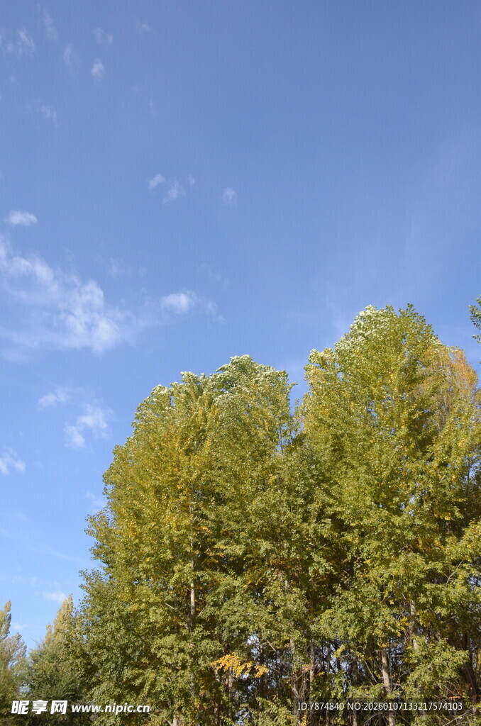 蓝天绿树的清新自然景象