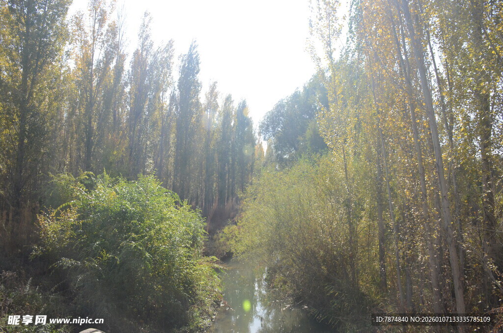 林间溪流 秋日静谧风光