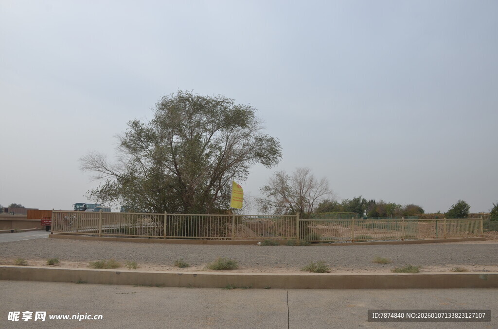 空旷荒地旁的孤树