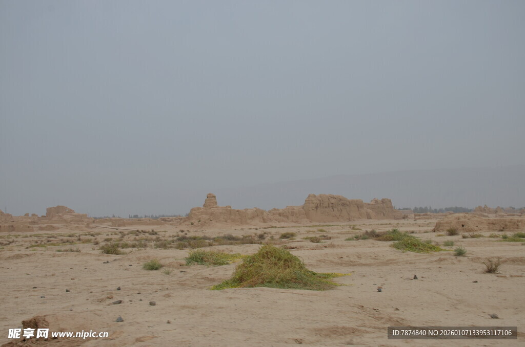 沙漠中的稀疏绿植景观