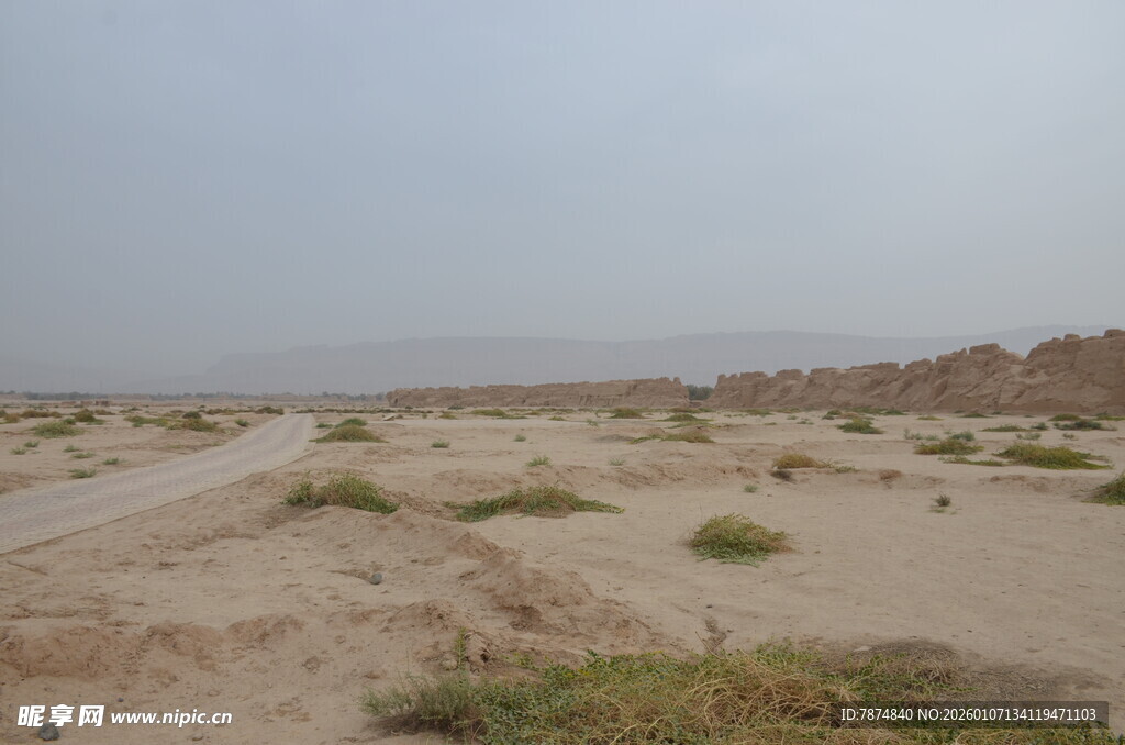 沙漠荒野中的稀疏植被