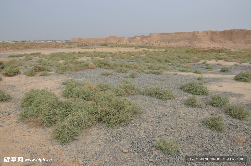 荒漠中的稀疏绿植景观