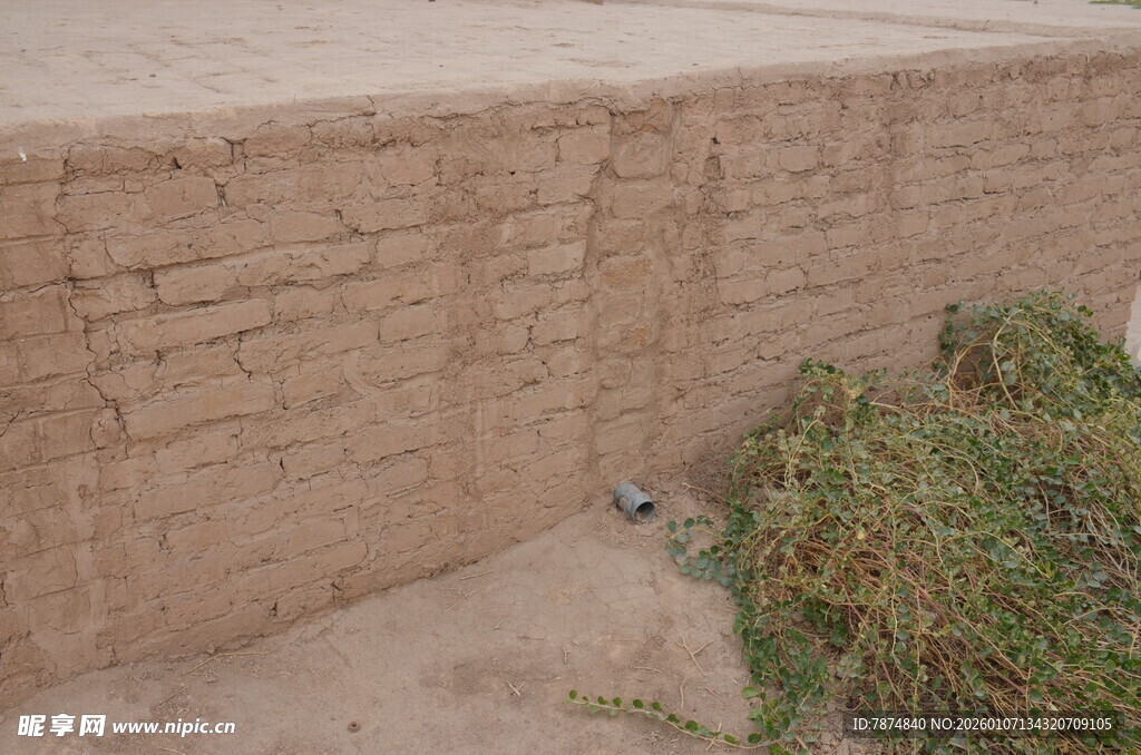 土墙旁的绿色植物