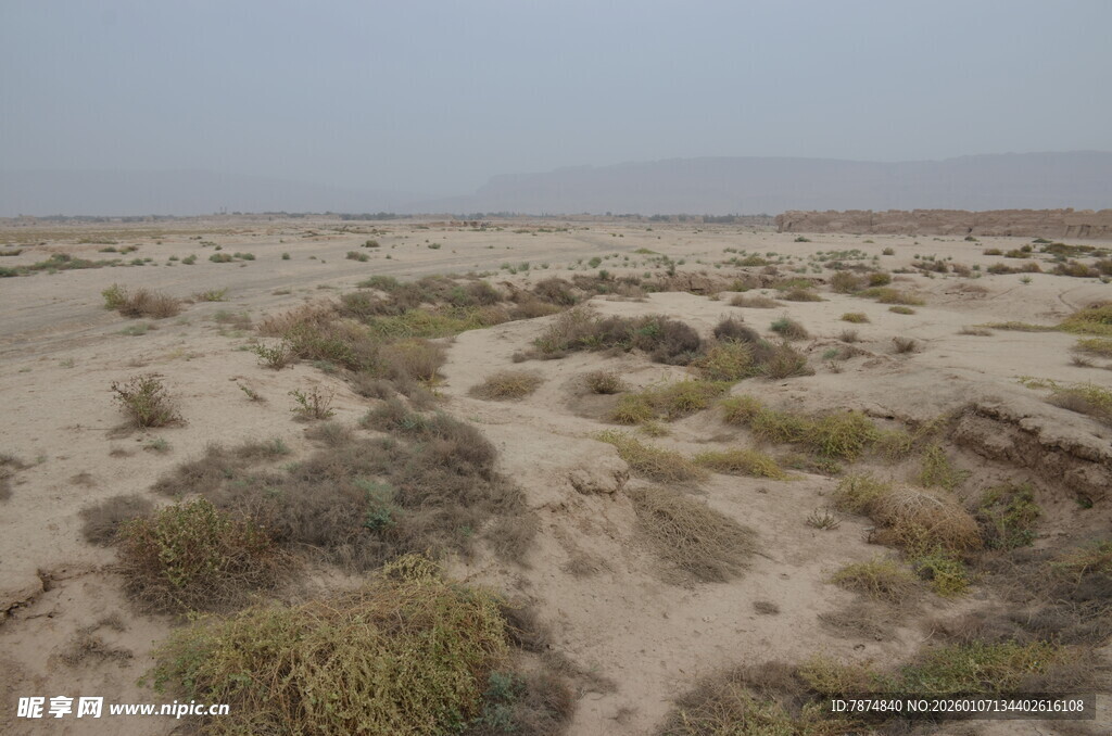 沙漠中的稀疏植被景观