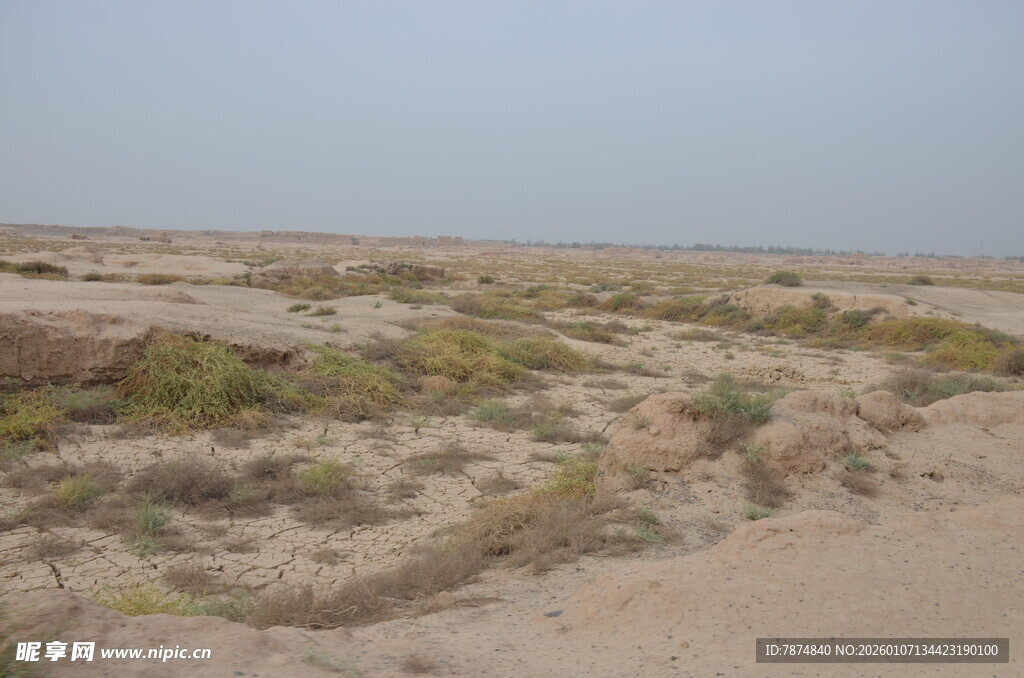 荒漠中的稀疏植被景观