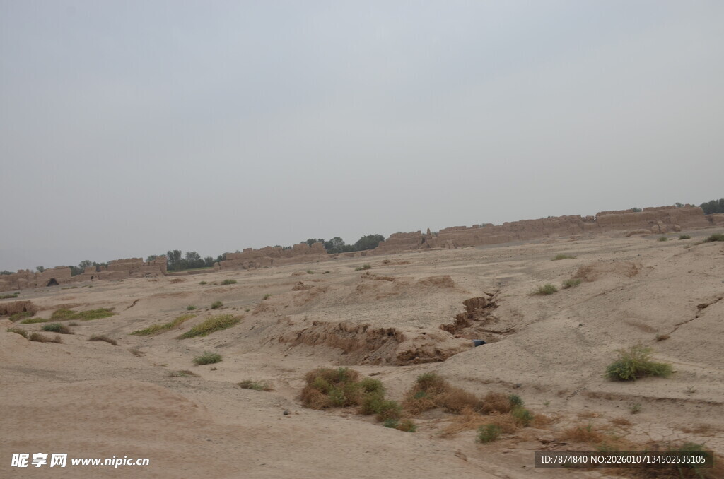沙漠中的稀疏植被景观