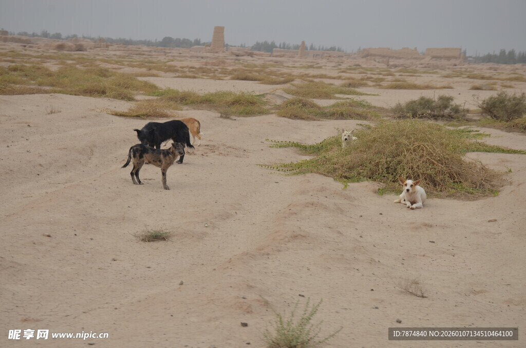 沙漠中奔跑的两只狗狗