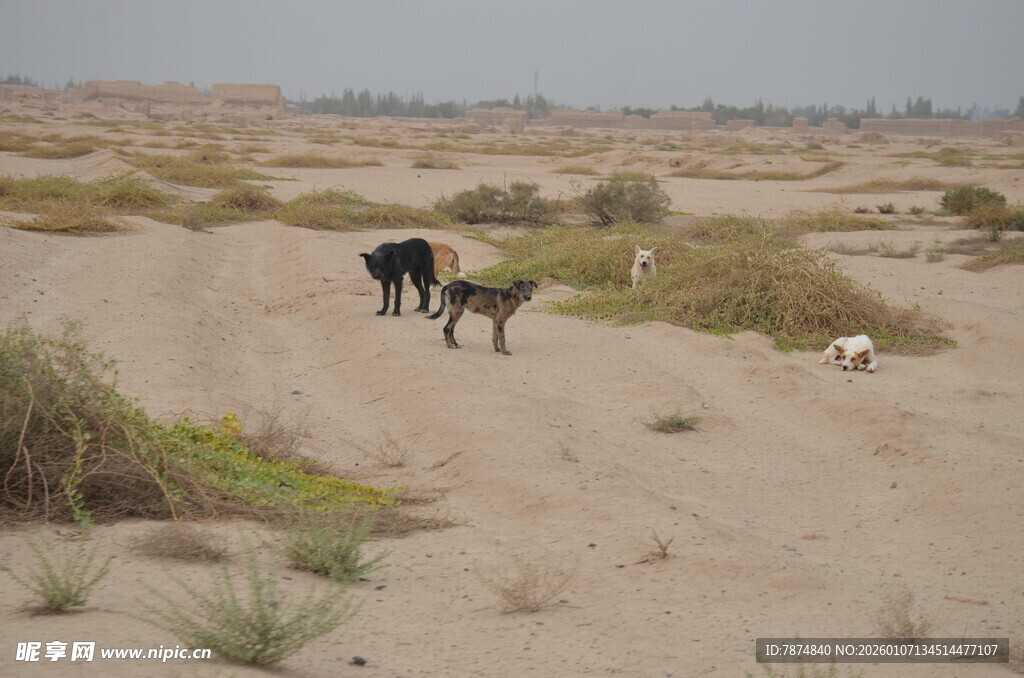 沙漠中的几只动物