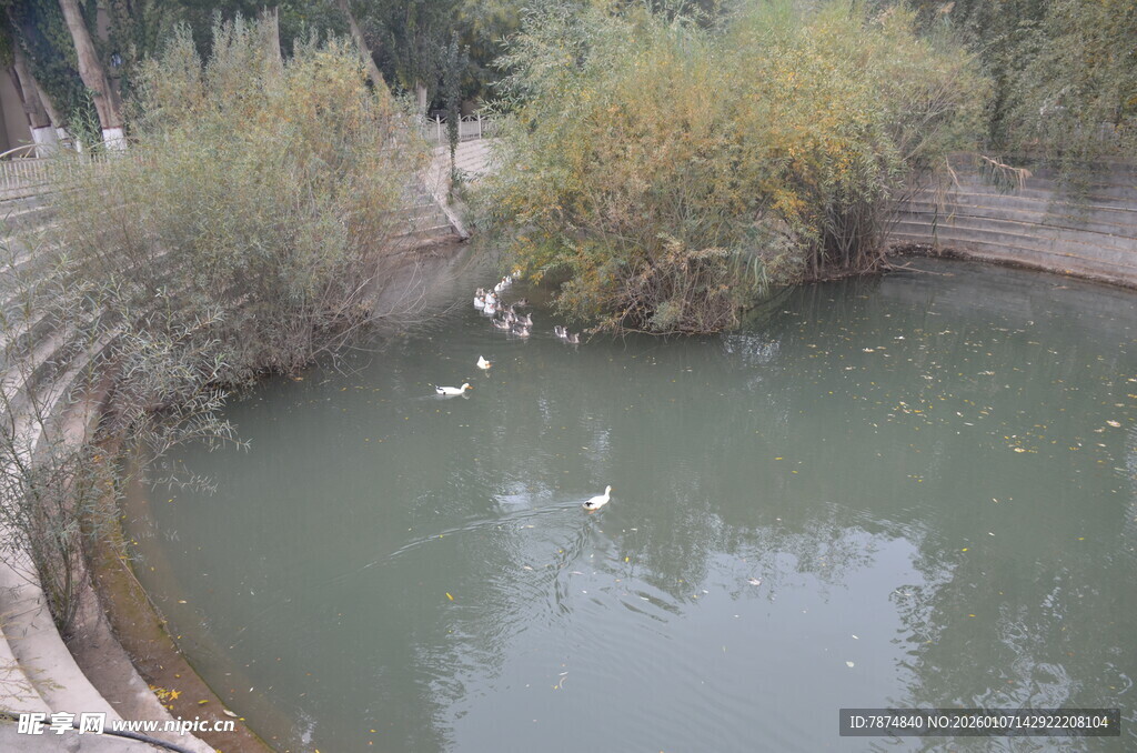 池塘中的白鸟与绿植