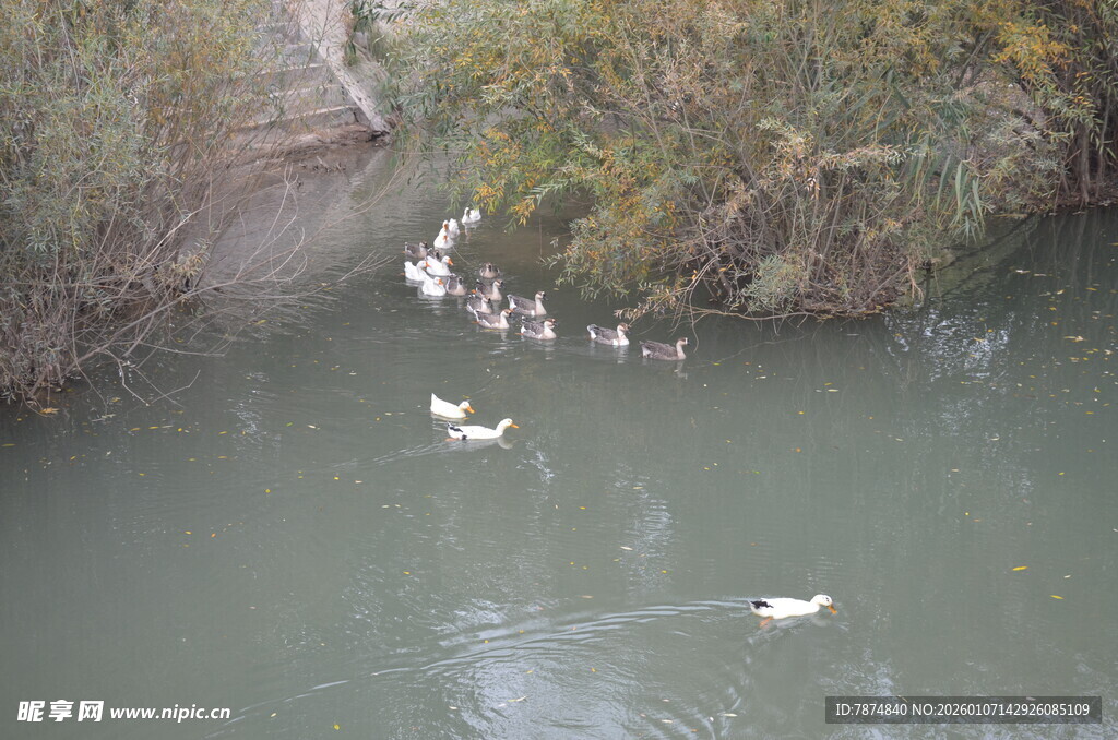 河中白鹅悠游