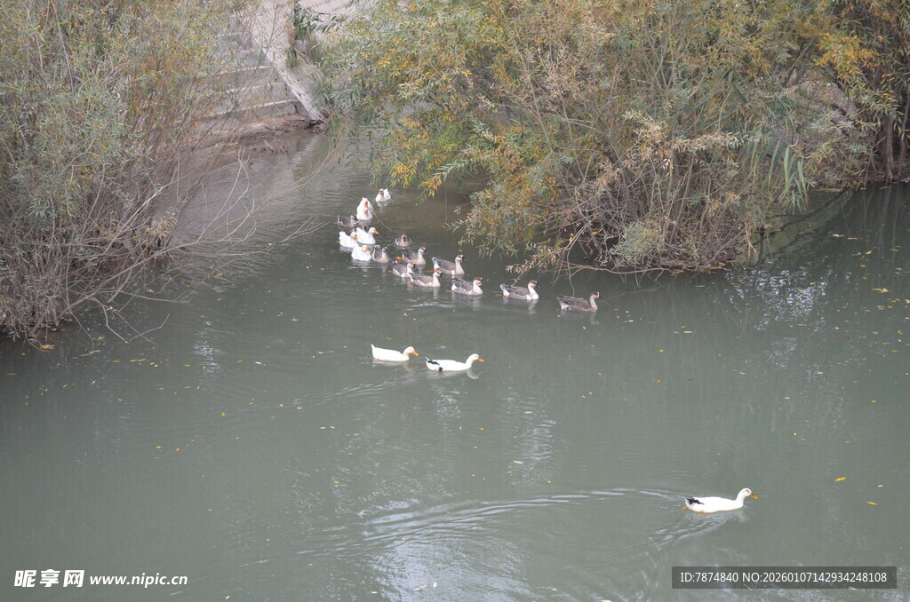 河中白鹅悠游