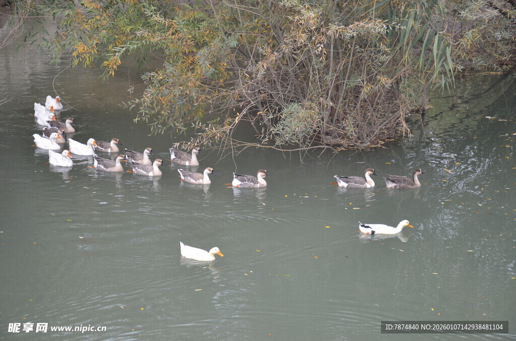 河中群鹅悠游