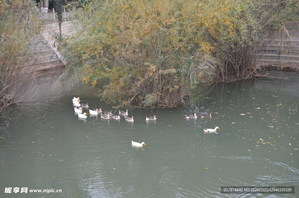 河中群鸭悠游