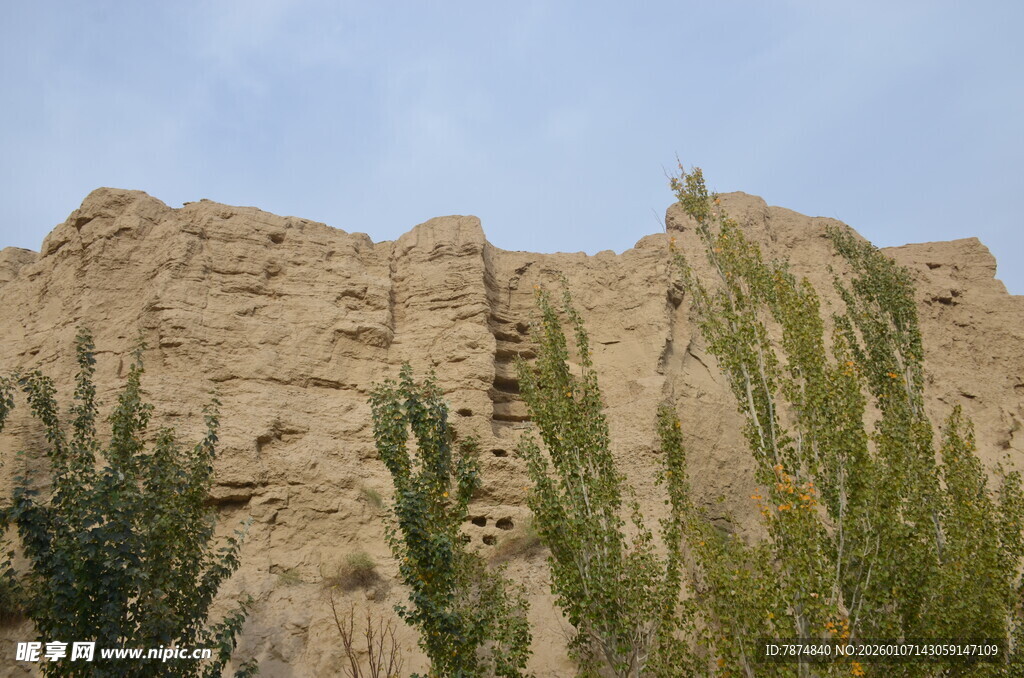 古老土崖旁的葱郁绿植