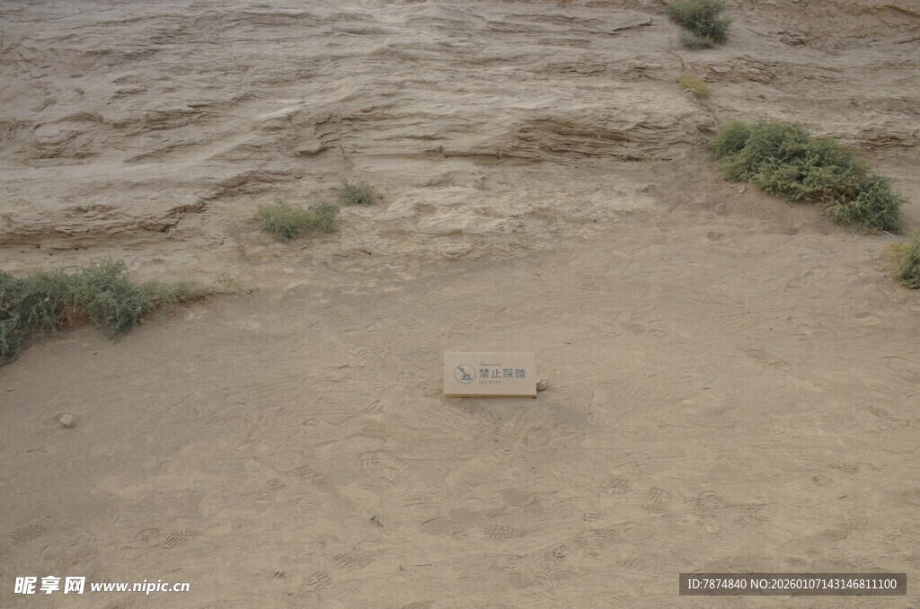 沙漠中的绿植与标牌