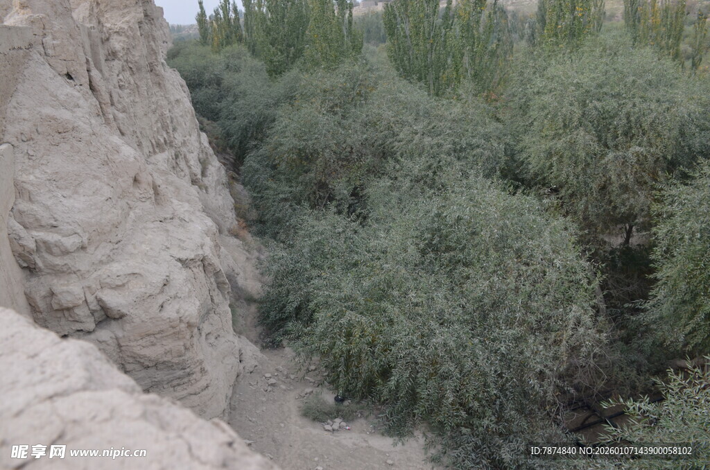 沙坡旁葱郁的绿色植物