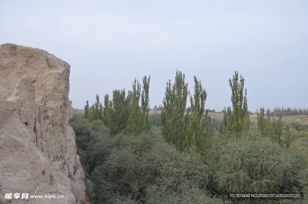 石旁葱郁绿植景观