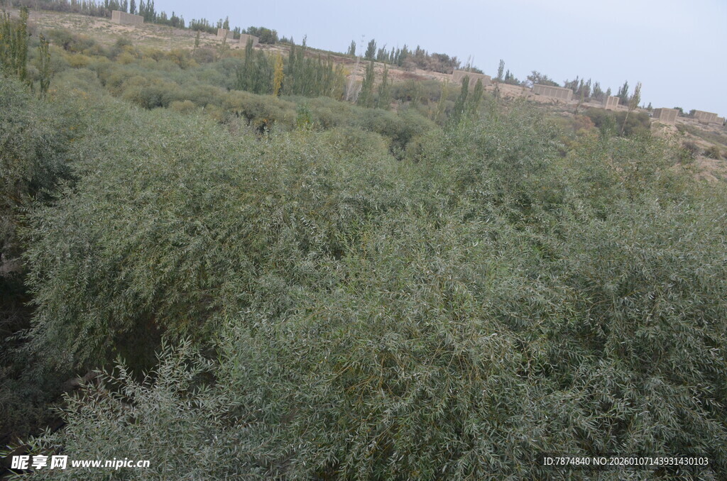 野外茂盛的绿色植物景观