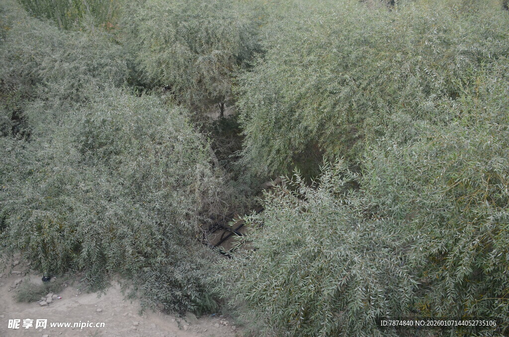 茂密丛生的绿色植物