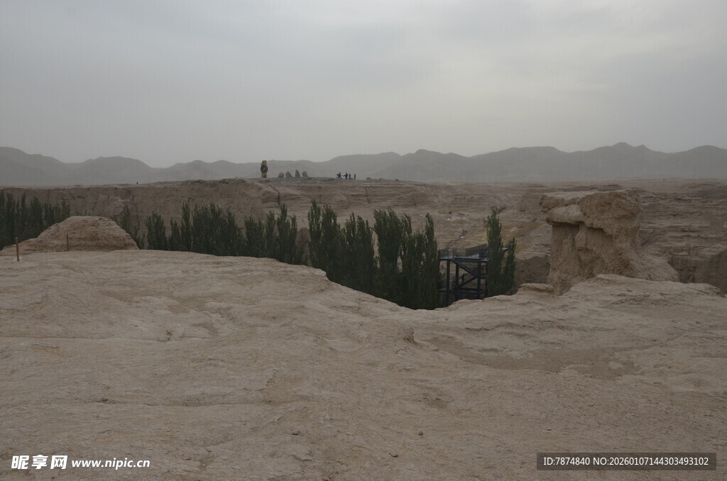 沙漠中的绿植景观