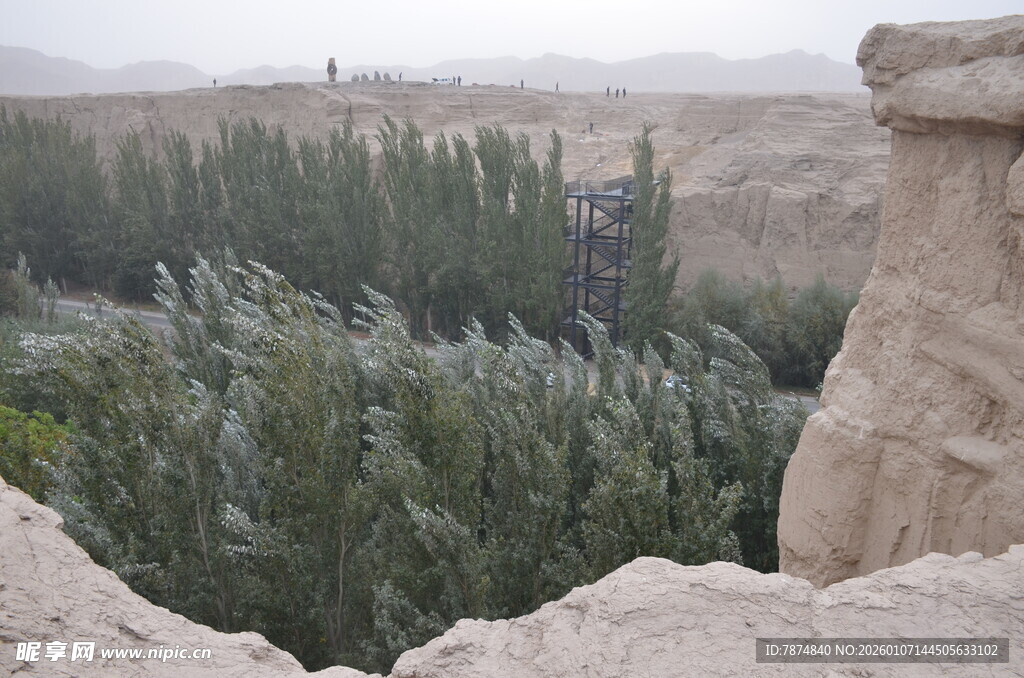 沙漠中的葱郁绿植景观