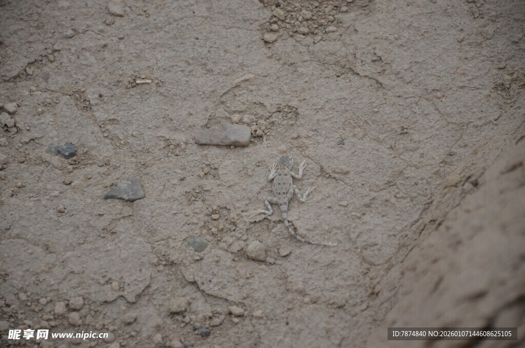 沙地上的小石子与痕迹