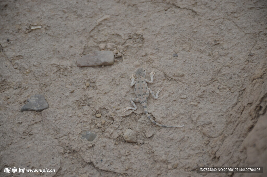 地面上的沙石与小石块