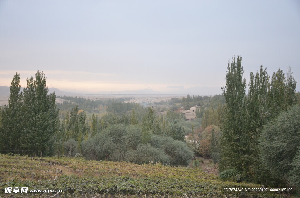 田园风光中的挺拔树木