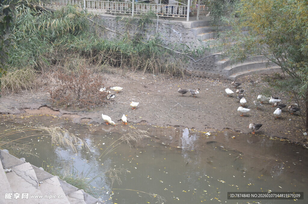 溪边群鹅嬉戏场景