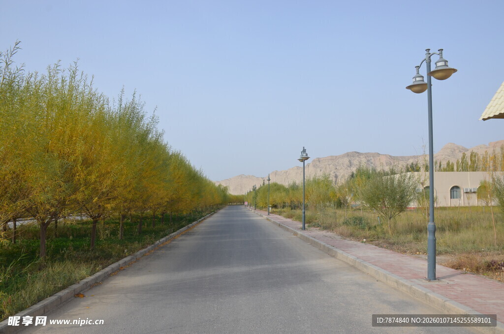 乡间林荫路 宁静且美好