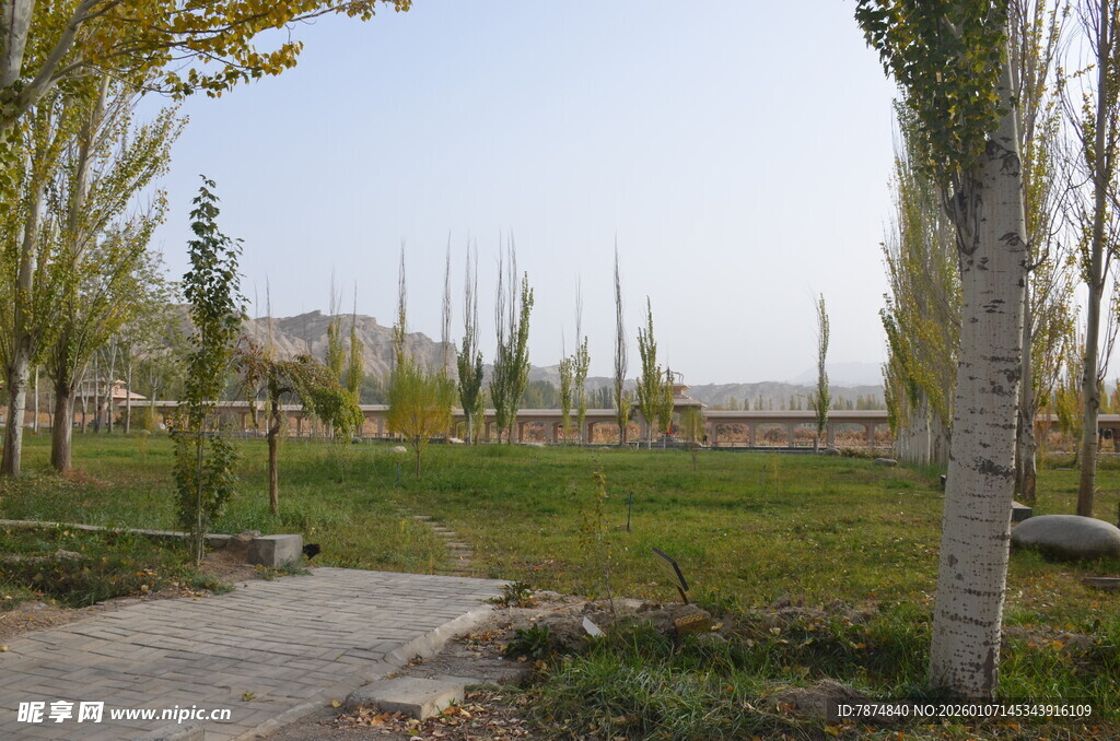 乡村小路旁的绿树与草地