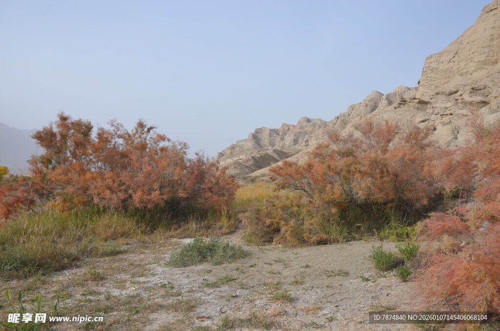 秋日荒野植被景观