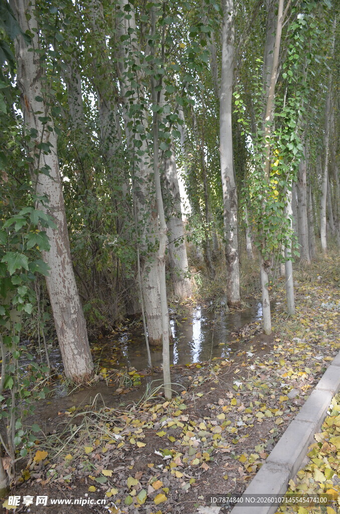 秋日林间小道 落叶与树木