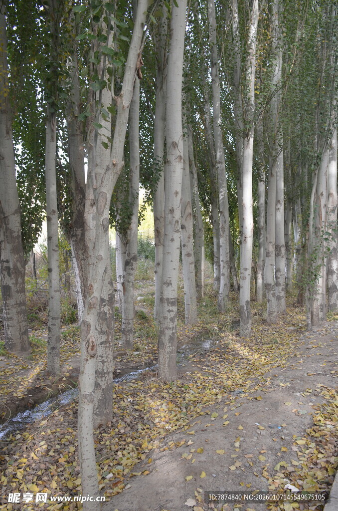 秋日林间小道 树木林立