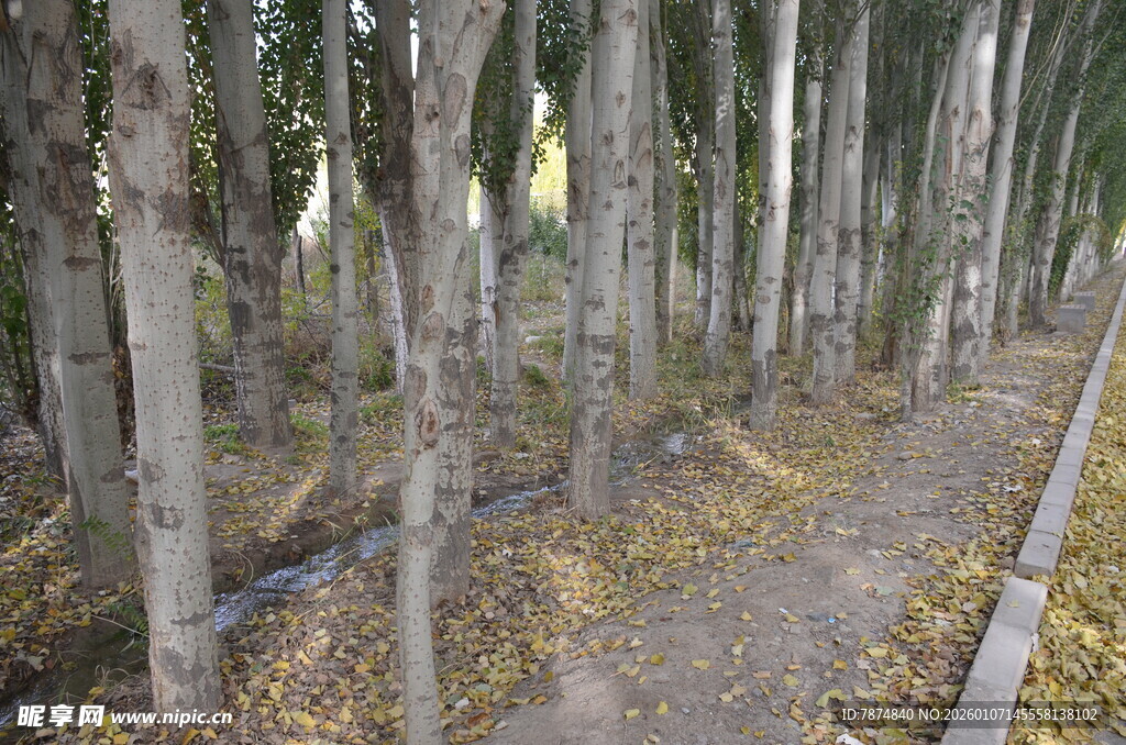 秋日林道 落叶铺就的静谧