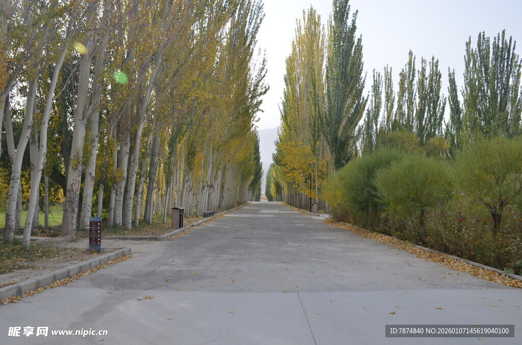 秋日林荫路美景