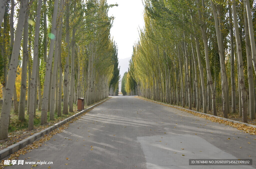 林间笔直的柏油小路