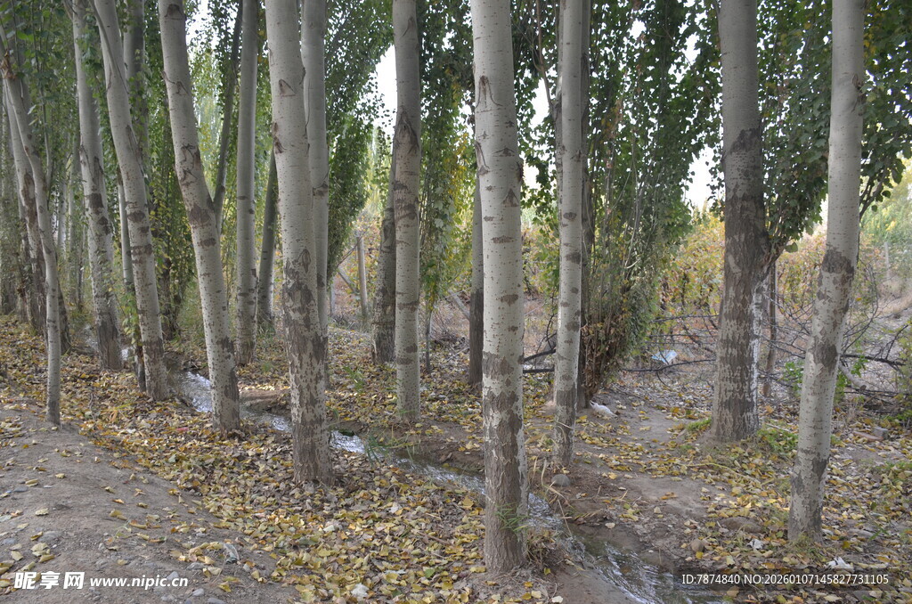 林间树木 落叶铺地