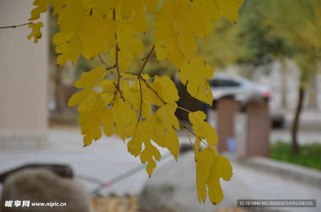 枝头黄叶间的灵动小鸟