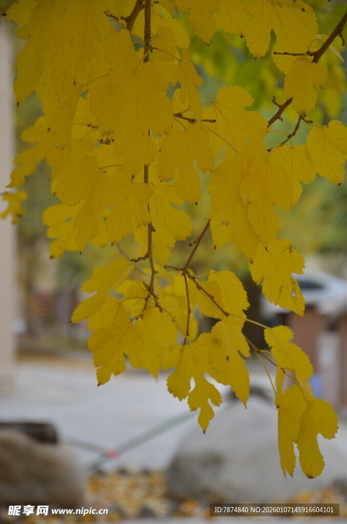 秋日枝头的金黄银杏叶