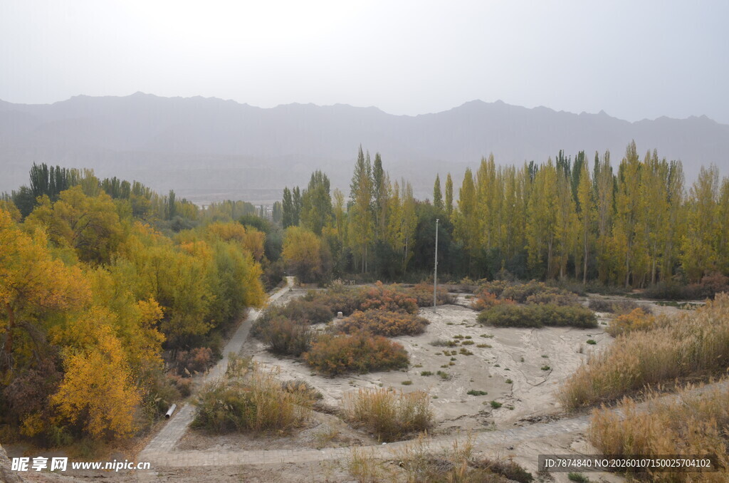 秋日河谷树林风光